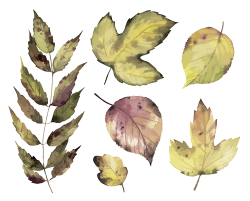 Real watercolor clipping drawing autumn leaf vector free download